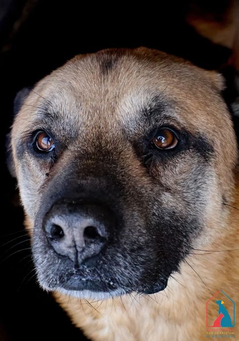 Orson 261/12 - SZUKA DOMU!