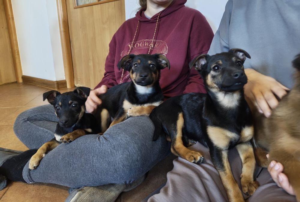 Oddam piękne szczeniaczki w dobre ręce