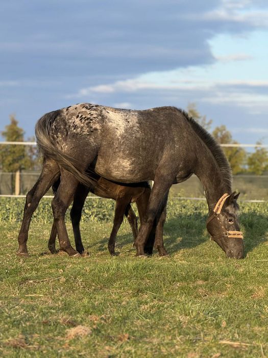 Klacz ze źrebakiem