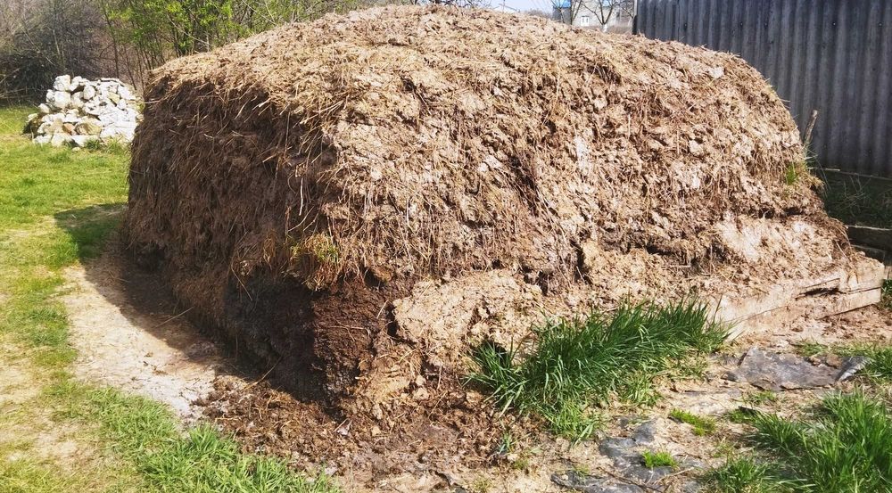 Продам коров'ячий гній