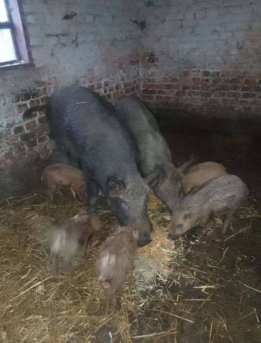 Продам свині кабан   матка