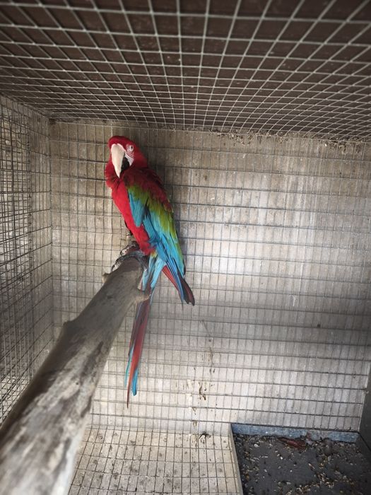 arara chloropthera macho 2013 anilha fechada reprodutor documentos pro