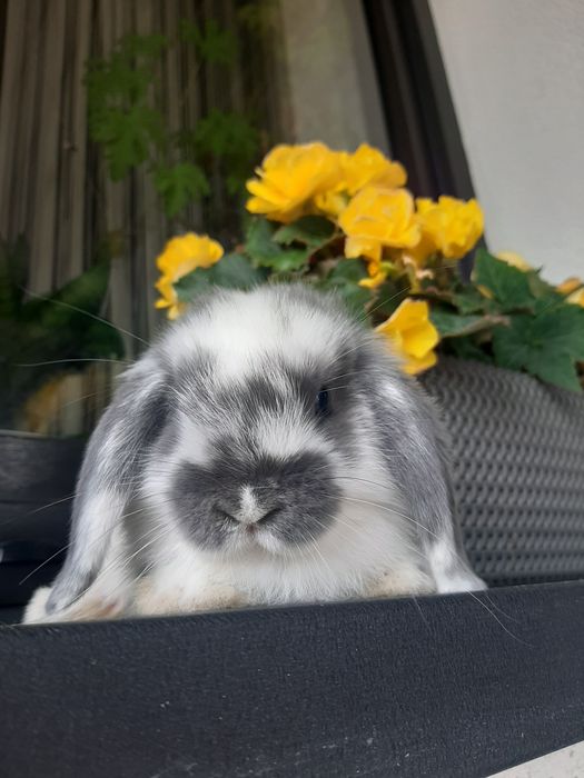 Króliki baranek miniaturka karzełek mini lop. PROMOCJA z króliczej Nory. 250zł.