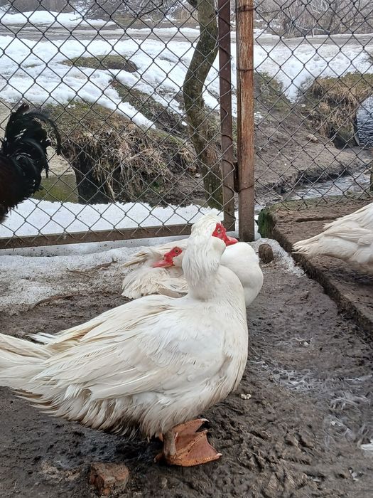 Продам мускусних качок