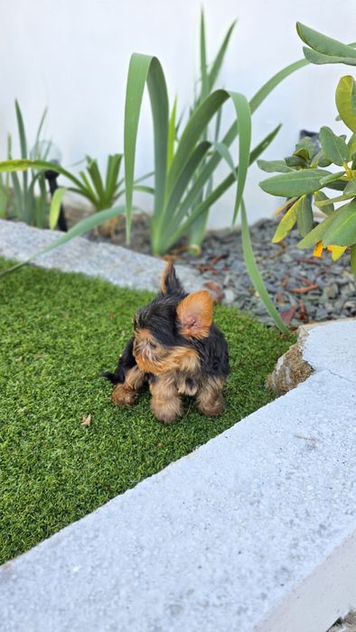 Yorkshire Terrier Macho