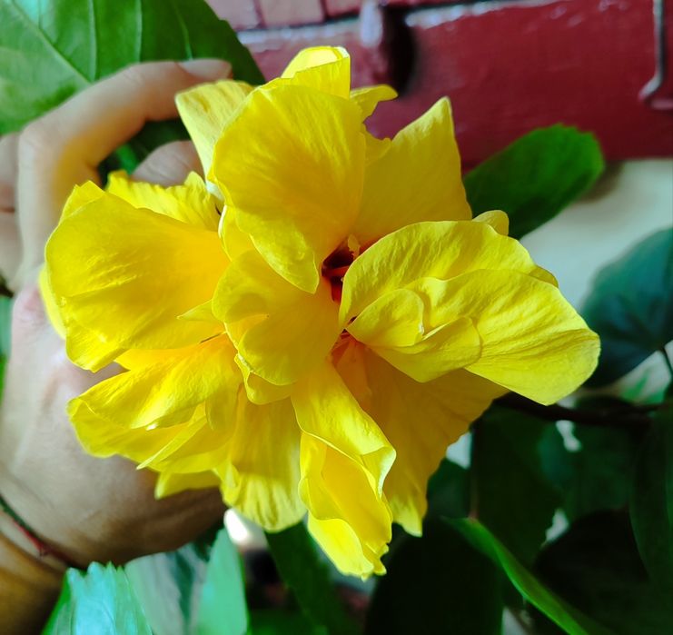 Продам махровий гібіскус Koenig