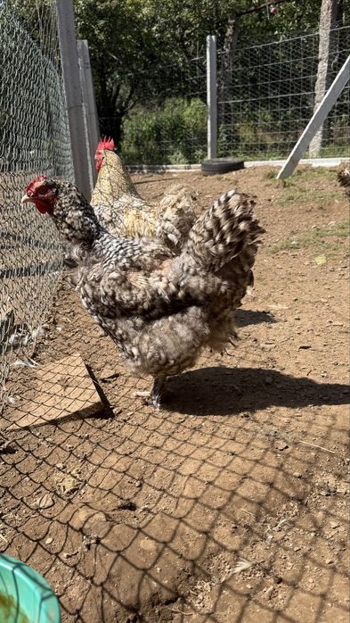 Vende-se casal ou trio de leghorn, Pedres, Cornish, la bresse Gauloise, Jersey Gigante, Malines