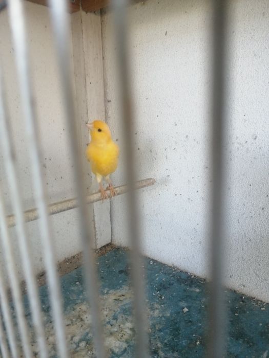 Canário macho amarelo de qualidade