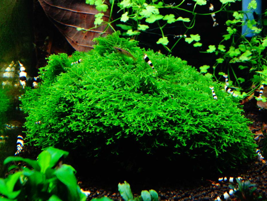 Mech Mini Pelia Riccardia Chamedryfolia Wątrobowiec
