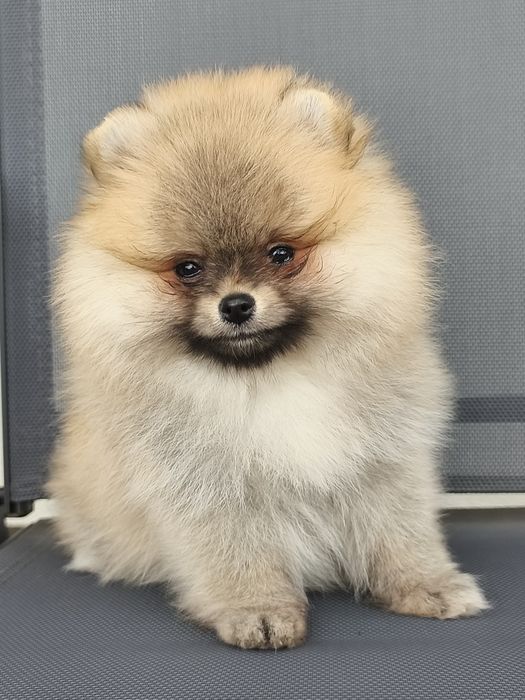 Pomeranian szpic miniaturowy FCI ZKwP