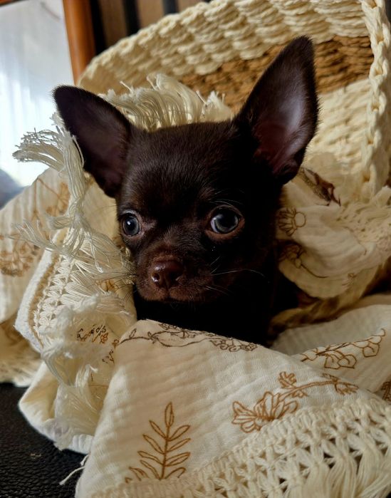 Chihuahua piesek krotkowlosy " czekoladowy " Nesquik Do odbioru