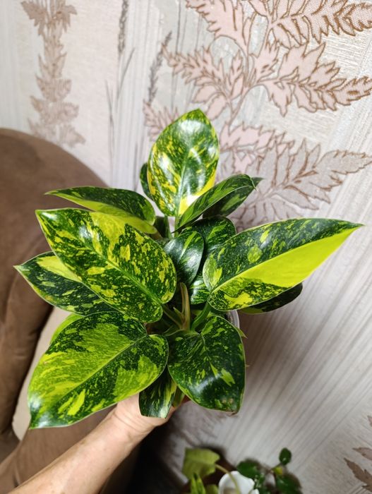 Филодендрон  сорта Конго грин гібрид варієгатний,Magic Ma