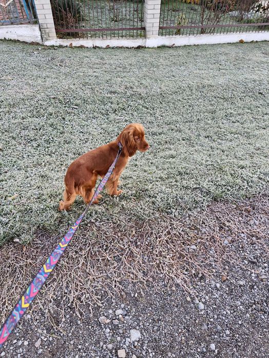 Продаю собаку породи англійський кокер спаніель. Вік 10 місяців.