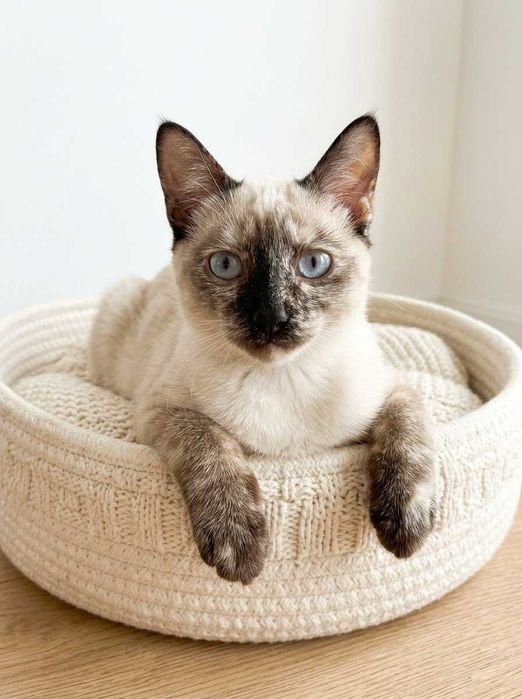 Setúbal / Margem Sul / Lisboa — BIANCA, gatinha para adoção