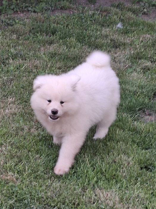 Akita Inu suczka