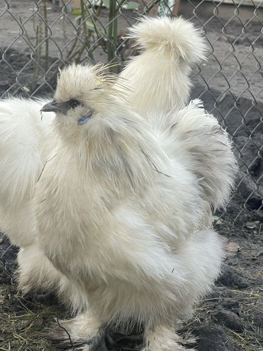 Китайська шовкова півник