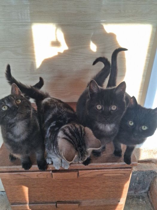 Кошенята шукають родину