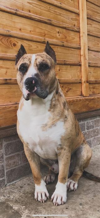 Вязка, случка кобель амстаф 1,5 року