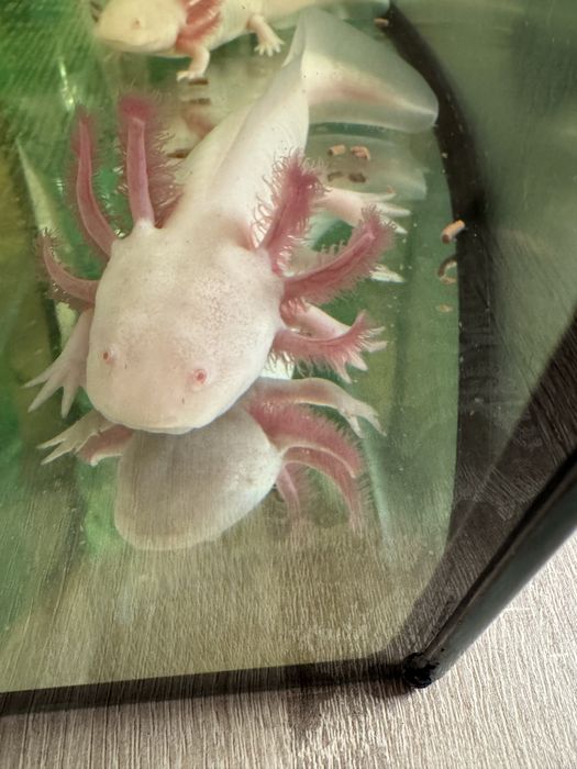 Salamandra meksykańska 2 szt.