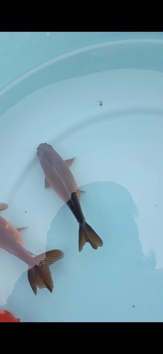 Orandas goldfish pompom