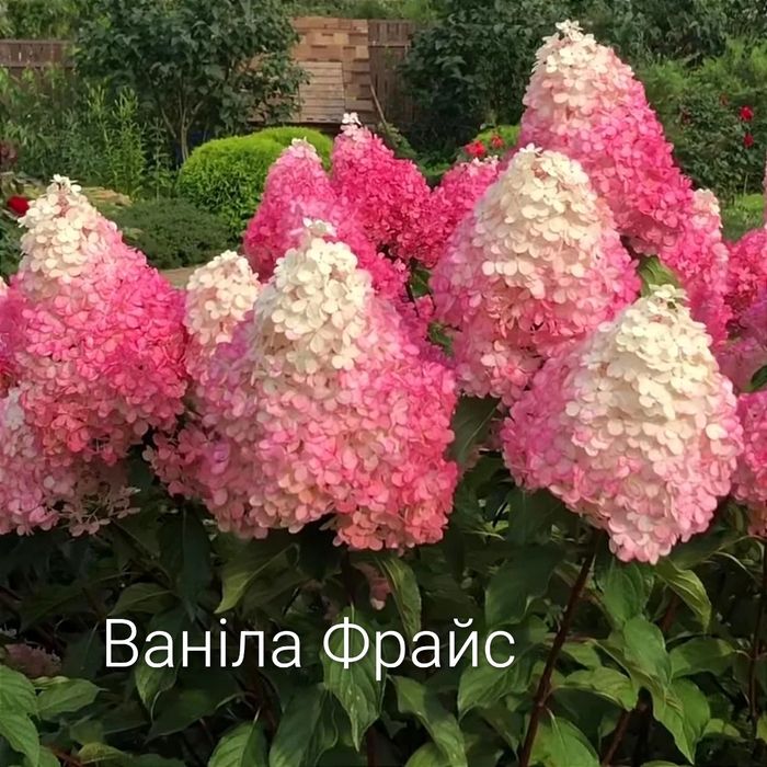 Гортензія волотиста