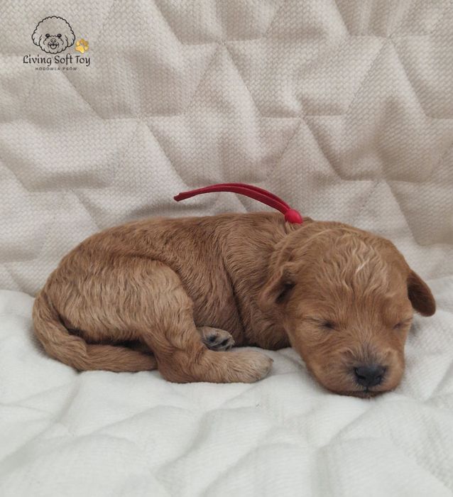 Bichpoo Poochon Bichon Frise Pudel Toy jak Maltipoo suka