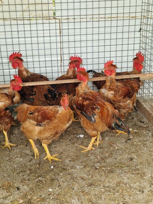 Frangos caseiros