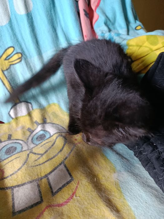 Котенок Стеша бесплатно. Котята даром. Кошка. Кошечка.