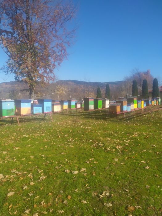 Rodziny pszczele 2026