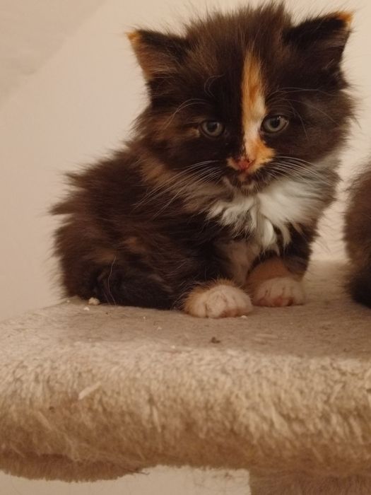 Koteczka Syberyjska.