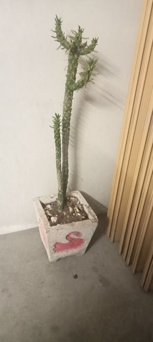 Vaso com Cactus para jardim