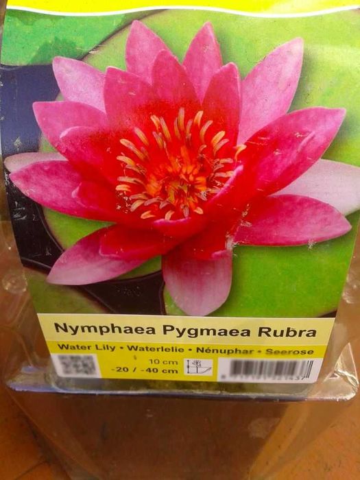 Peixes . Nenúfares várias cores e outras plantas para lago Jardim