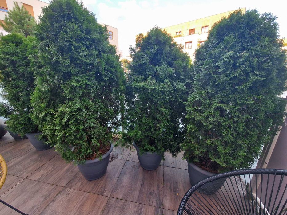 Tuja szmaragd wysoka 180 cm