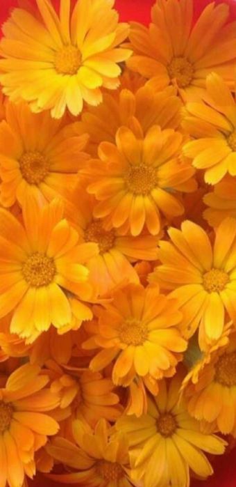 Календула насіння лікарської рослини