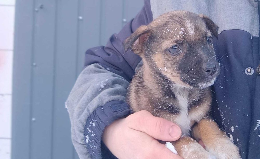Szczeniaki szukaja dobrych domow