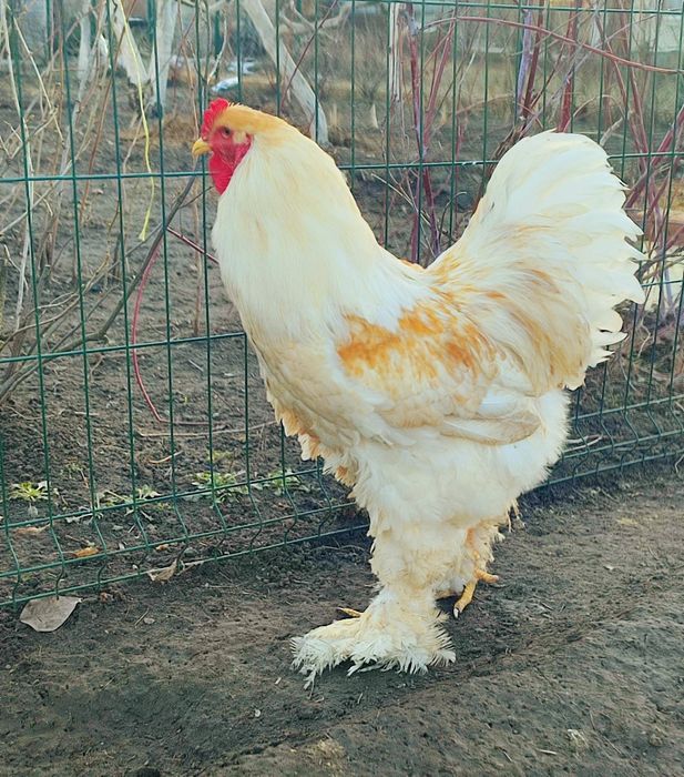 Інкубаційні яйця породи Брама