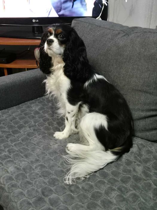 Cavalier King Charles Spaniel - suczka