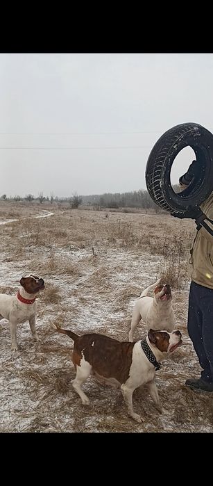 Продам кобеля лучшего с выводка  голубого окраса