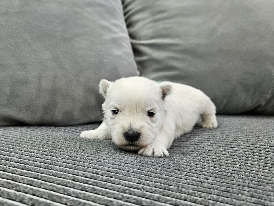West Highland White Terrier