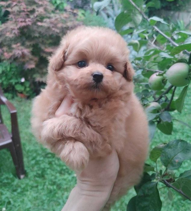 Caramel наймиліша дизайнерська булочка ПомаПу з Києва