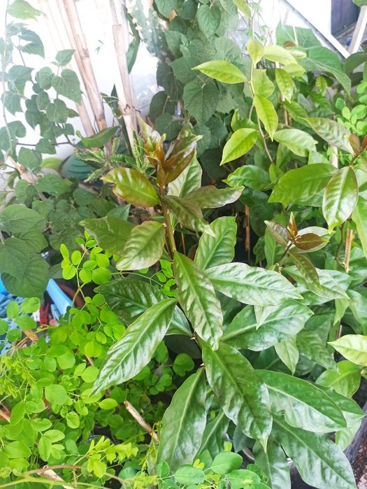 Ora-pro-nobis, pereskia aculeata, trepadeira, planta medicinal