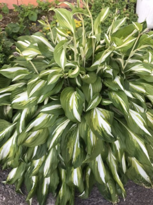 Папороть "Страусине перо",іриси ,хости, самшит, туї, юки, лаванди