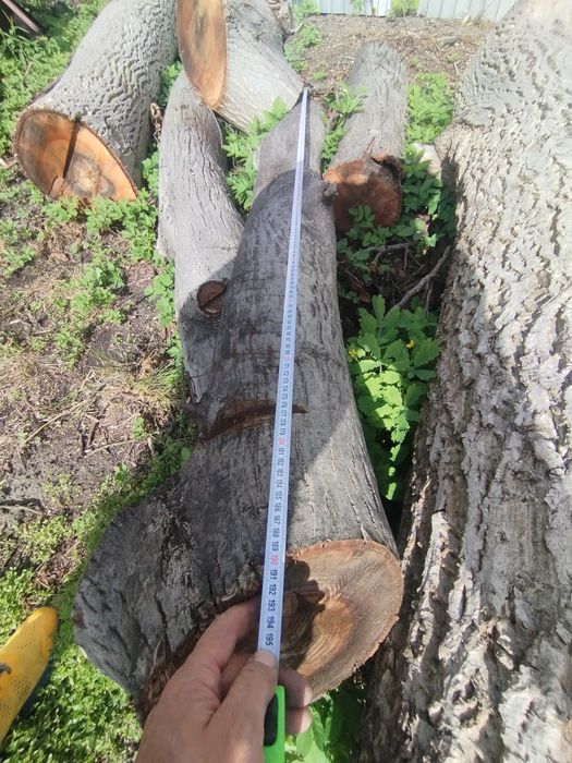 Orzech włoski na deski