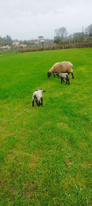 Ovelha sulfok com 2 anhos