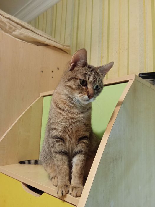 Стерилизованная кошка-подросток табби ищет дом! Котята в хорошие руки
