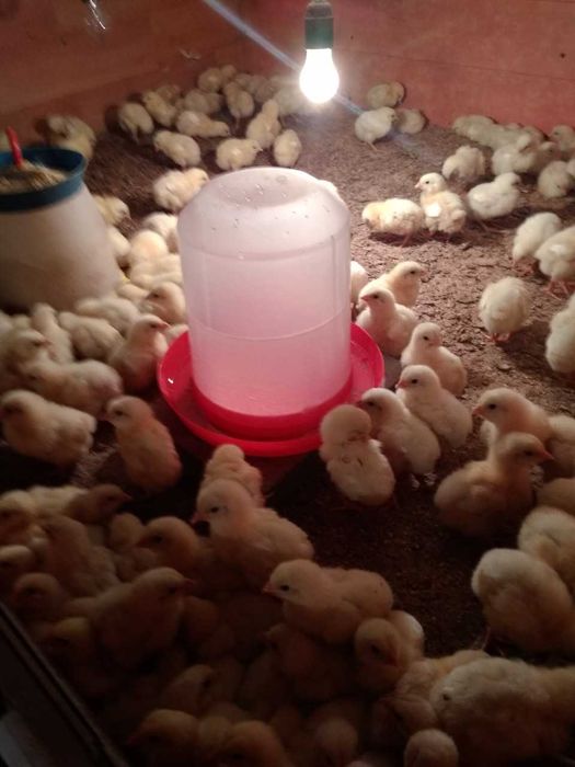 Пропонуємо добові курчата бройлерів. Власна інкубація.