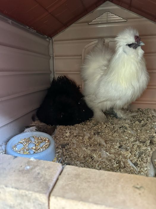 Machos sedosa do Japão