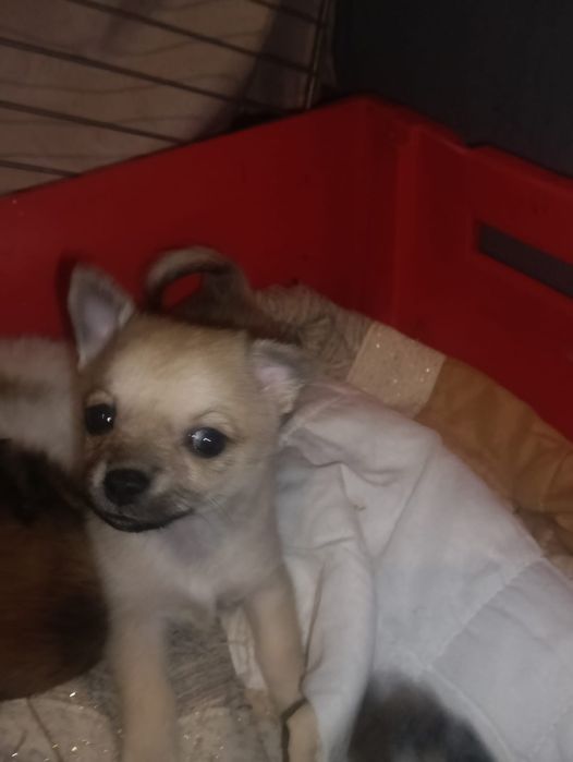 Chihuahua miniatura  macho