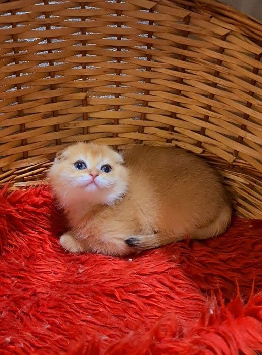 Шоу класса золотая шиншилла