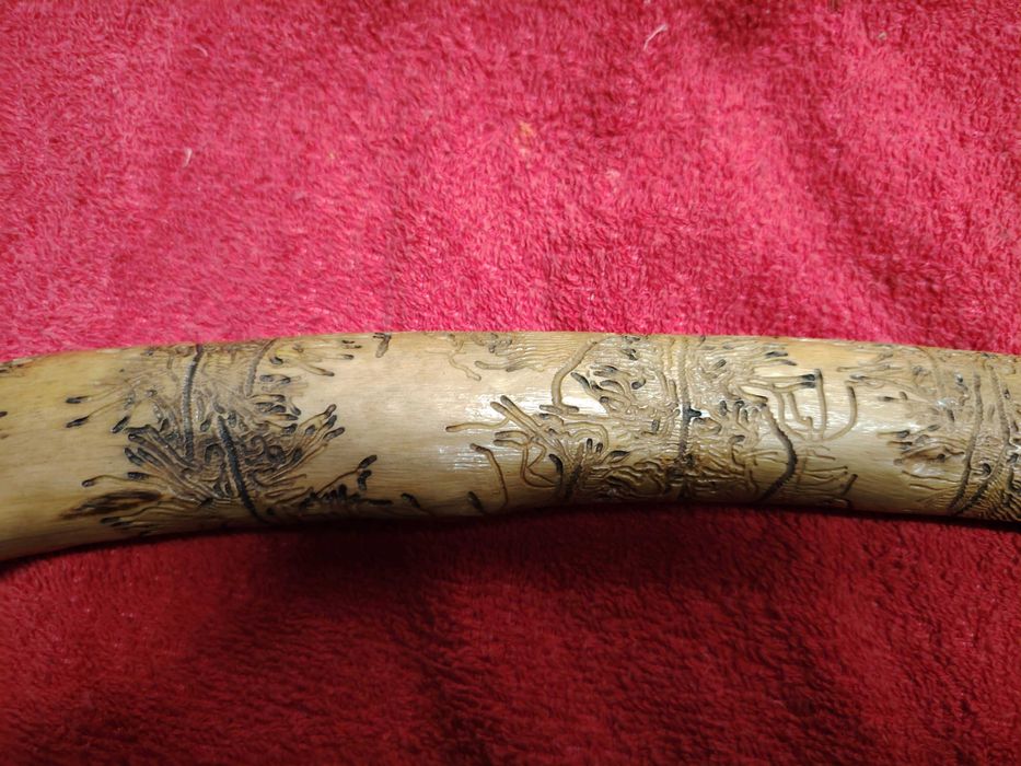 Pau de oliveira trabalhado por bicho e  natureza